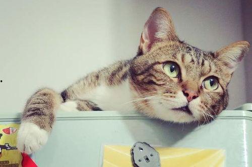 娱乐吃瓜酱不如猫,揭秘娱乐圈幕后那些事儿 第1张 娱乐吃瓜酱不如猫,揭秘娱乐圈幕后那些事儿 第1张